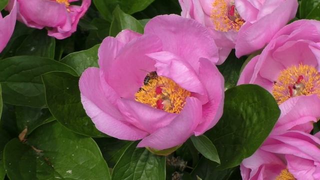 пион May Lilac смотреть онлайн