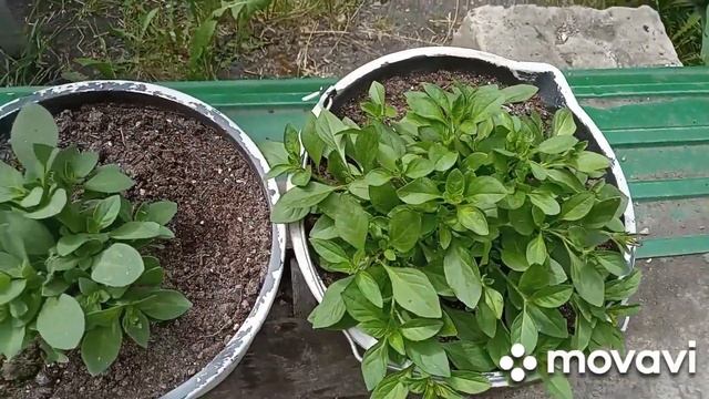 обзорчик растений у многоэтажки, моя клумба преображается потихоньку! смотреть онлайн