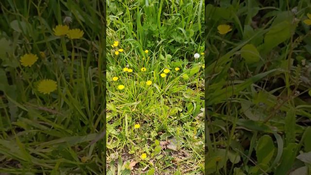 Весна идёт в Израиль! На следующей неделе будет жара +27! смотреть онлайн