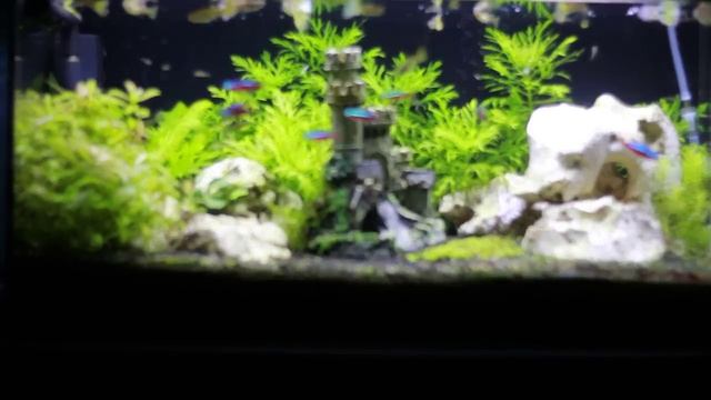 Рыбки и пузырьки кислорода