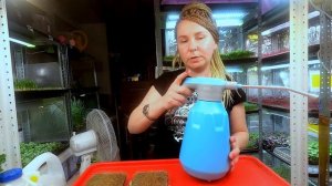 Как посадить Кресс салат // хороший урожай за неделю!