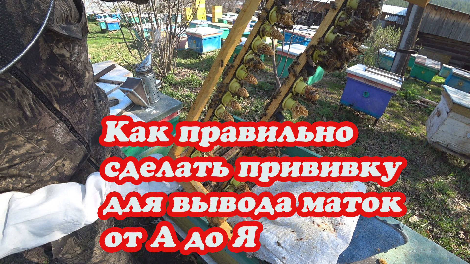 ДЕЛАЮ ОЧЕРЕДНУЮ ПРИВИВКУ ДЛЯ ВЫВОДА МАТОК, ВСЁ ПОДРОБНО от А до Я. смотреть онлайн