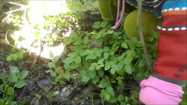 первые грибы на даче 29 06 14 смотреть онлайн