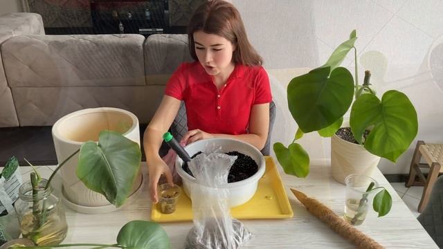 Из гадкого утёнка в прекрасного лебедя. Преображение Монстеры за месяц. Уход за Монстерой. смотреть онлайн