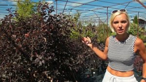 Живые изгороди: Пузыреплодник калинолистный (Physocarpus opulifolius) 'Diabolo' и 'Luteus'