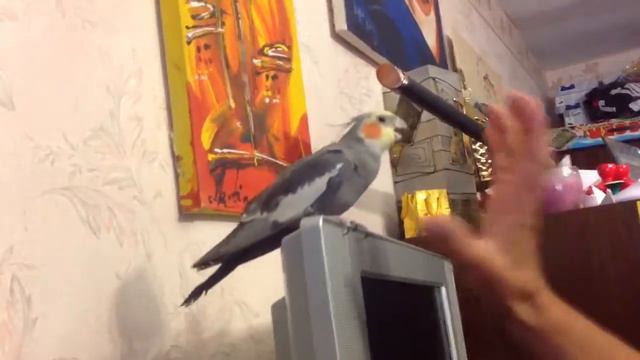 Злой попугай смотреть онлайн