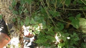 Инжир. Сорта  BBN,Panacne, Giardino. 22