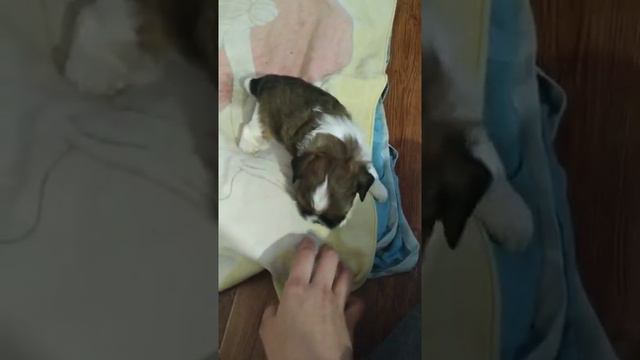 Микки гавкает и рычит. смотреть онлайн