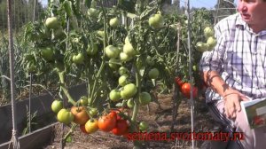 Проверенный сорт томатов: "Дар Заволжья"