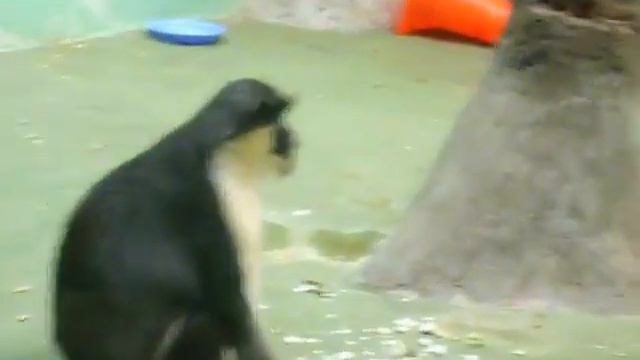 ярко выраженная особь женского пола смотреть онлайн