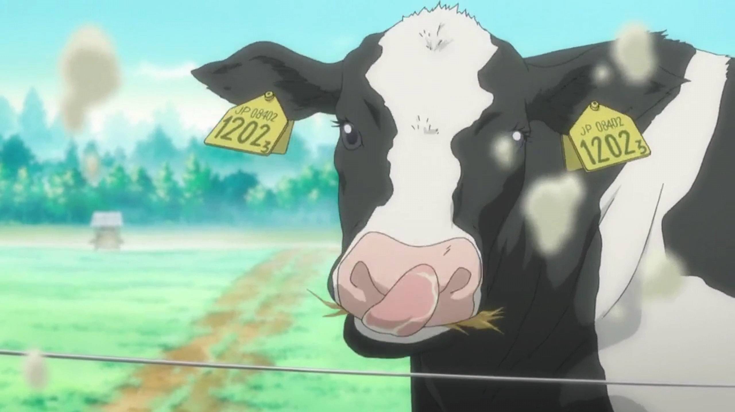 Gin No Saji: Opening