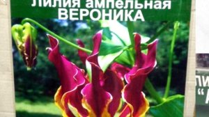 Лилии: синие, ампельные, пирамидальные. Цветочный лохотрон или новинки селекции?