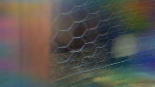 Кролики подрались