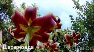 Лилии ОТ- гибриды: Анастасия, Шахерезада, Мистер Касс, Лесли Вудриф.