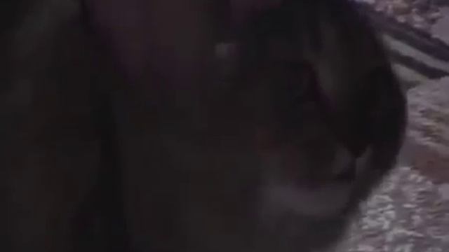 Говорящий кот. Странный говорящий кот смотреть онлайн