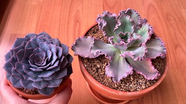 Эхеверия Шантильи (Клеопатра) и ее отличия от Эх. Шавиана смотреть онлайн