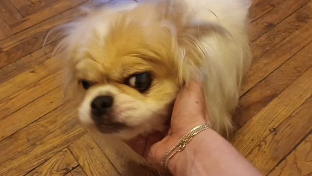 Выпал глаз у собаки/Год спустя/Самый добрый и милый...? смотреть онлайн