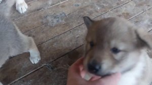 ЩЕНКИ СИБИРСКОЙ ЛАЙКИ/УТРЕННЕЕ КОРМЛЕНИЕ ЩЕНЯТ МОЛОКОМ