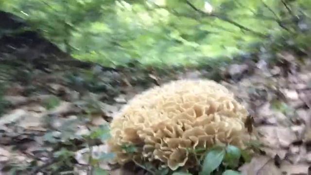 Sparassis Spathulata смотреть онлайн