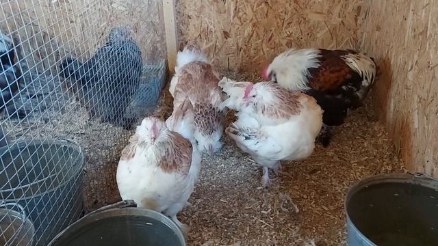 ТРИ СЕКРЕТА ПОСЛЕ ЛИНЬКИ КУР НЕСУШЕК@My_Krestyanochka смотреть онлайн