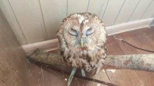 Чем кормить сову, если нет мышей?