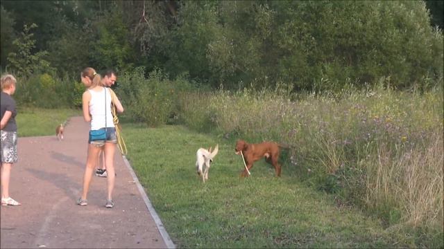 Собаки Сетунь. Видео о венгерской легавой.