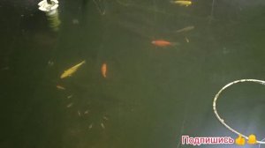 Как сделать чистую воду в пруду  без подмены воды с рыбой, разведение карпов кои, пруд в теплице