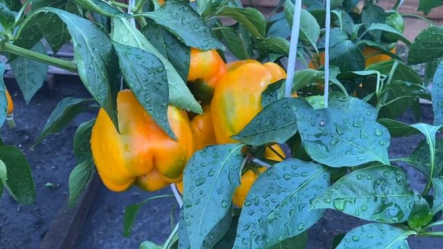 Перцы с кубовидной формой плода. Школа продвинутого садовода смотреть онлайн