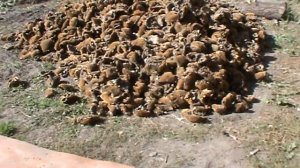 Шелушим подсолнух, выбиваем семечку подсолнуха / beat out a sunflower seed