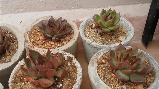 || TIME TO ACCLIMATE || SUCCULENT CARE TIPS || смотреть онлайн