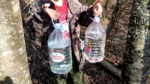 Как собрать берёзовый сок | урок #1