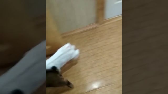 Камерунские козлята и кошка мейнкун! смотреть онлайн