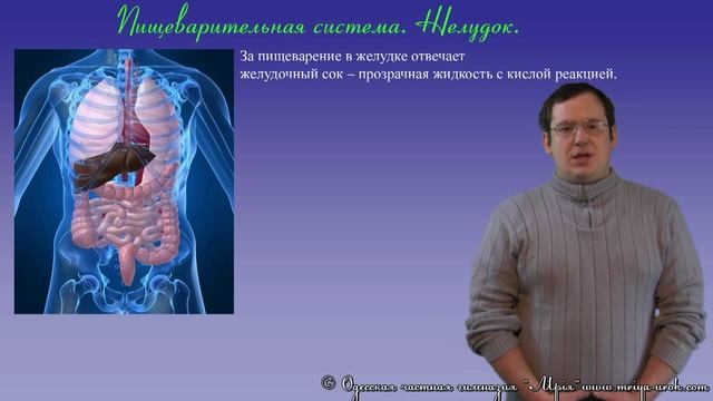 Желудок смотреть онлайн