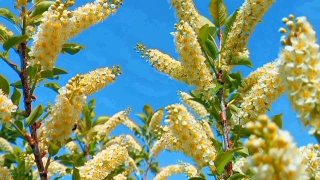 ?ПЕНИЕ СОЛОВЬЯ?СНИМЕТ НЕРВНОЕ НАПРЯЖЕНИЕ ?Краски Весны 2023.Релаксация #музыкадлясна смотреть онлайн