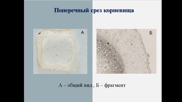 МОРФОЛОГО-АНАТОМИЧЕСКОЕ ИССЛЕДОВАНИЕ КОРНЕВИЩ МЯТЫ ШОКОЛАДНОЙ MENTHA CHOCOLATE L. смотреть онлайн