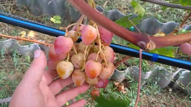 Бонапарт — Гусева С.Э. сезон 2021 смотреть онлайн