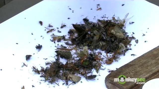Insect Collecting - How to Use a Malaise Trap смотреть онлайн