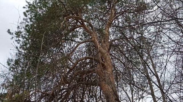 По дороге за хлебушком!Одна из самых старых сосен Саратовской области. смотреть онлайн