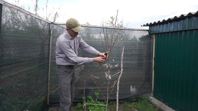 Персики в частном саду. Формировка веретеном и урожай. смотреть онлайн