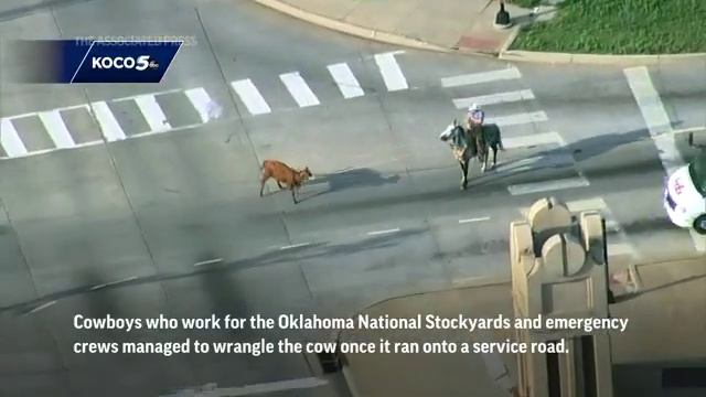 Cowboy wrangles cow on busy Oklahoma highway смотреть онлайн