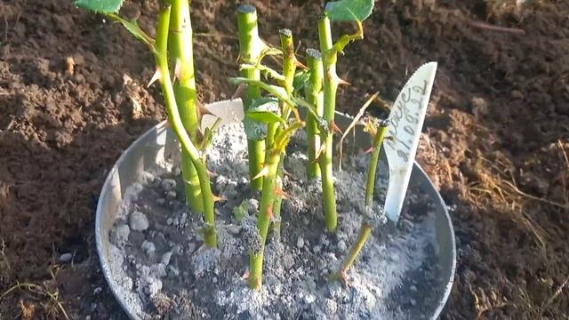 Осеннее черенкование.Смесь грунта для черенков роз.Начинаю подготовку к зиме.21.09.22г смотреть онлайн