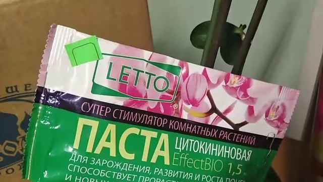 Как ПОСАДИТЬ ДЕТКИЦВЕТОНОСА орхидеи  фаленопсиса #орхидеядеткцветоносапосадка#