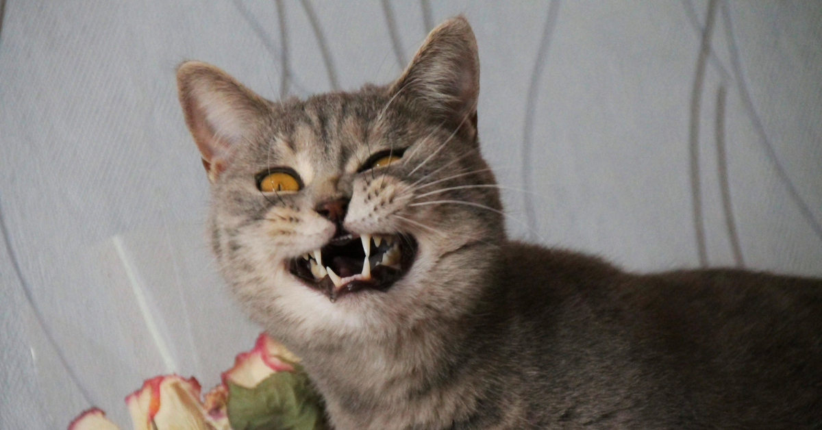 ПОПРОБУЙ НЕ ЗАСМЕЙСЯ!? СМЕШНЫЕ КОТЫ и СОБАКИ??.mp4 смотреть онлайн