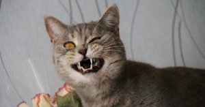 ПОПРОБУЙ НЕ ЗАСМЕЙСЯ!? СМЕШНЫЕ КОТЫ и СОБАКИ??.mp4