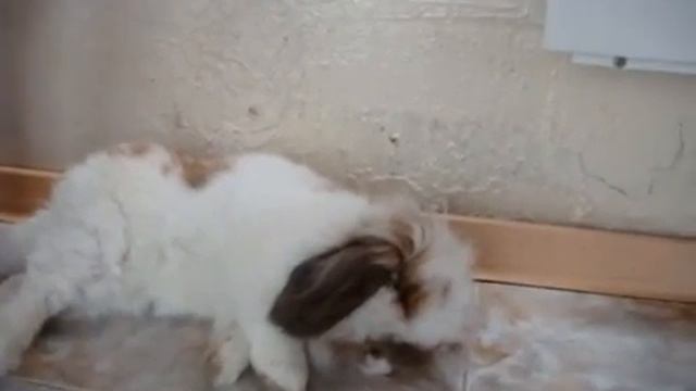 КРОЛИК СТЁПА - СПИТ ПОД СТОЛОМ.