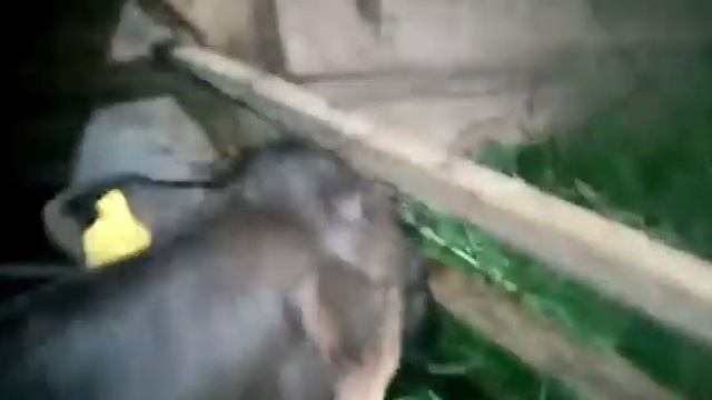 Сельское подворье села Лесопильного, Хабаровский край! смотреть онлайн