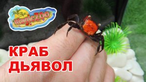 Краб красный дьявол. Делаем аква-террариум своими руками.