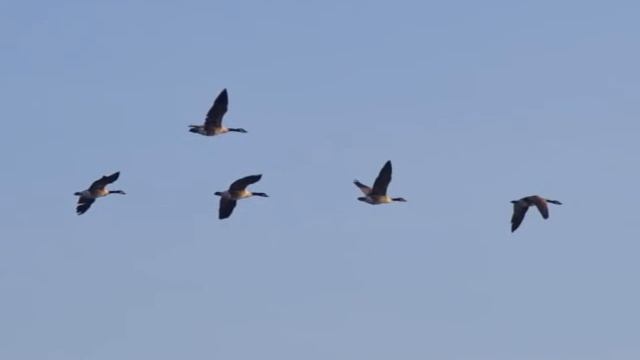 ВОДОПЛАВАЮЩИЕ смотреть онлайн