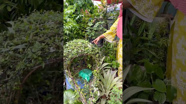 ১ লাখ টাকার গাছ দেখতে চলে গেলাম এবারের বৃক্ষমেলায় 🌴 জীবনে এই প্রথম বৃক্ষমেলায় যাওয়ার অভিজ্ঞতা নিলাম