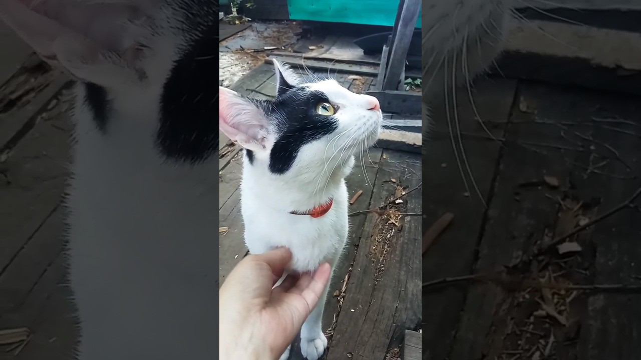 Люблю тебя, мой верный друг. Марсик на даче. #питомцы #cat #кот #дача #лето2023 #любовь #душа смотреть онлайн